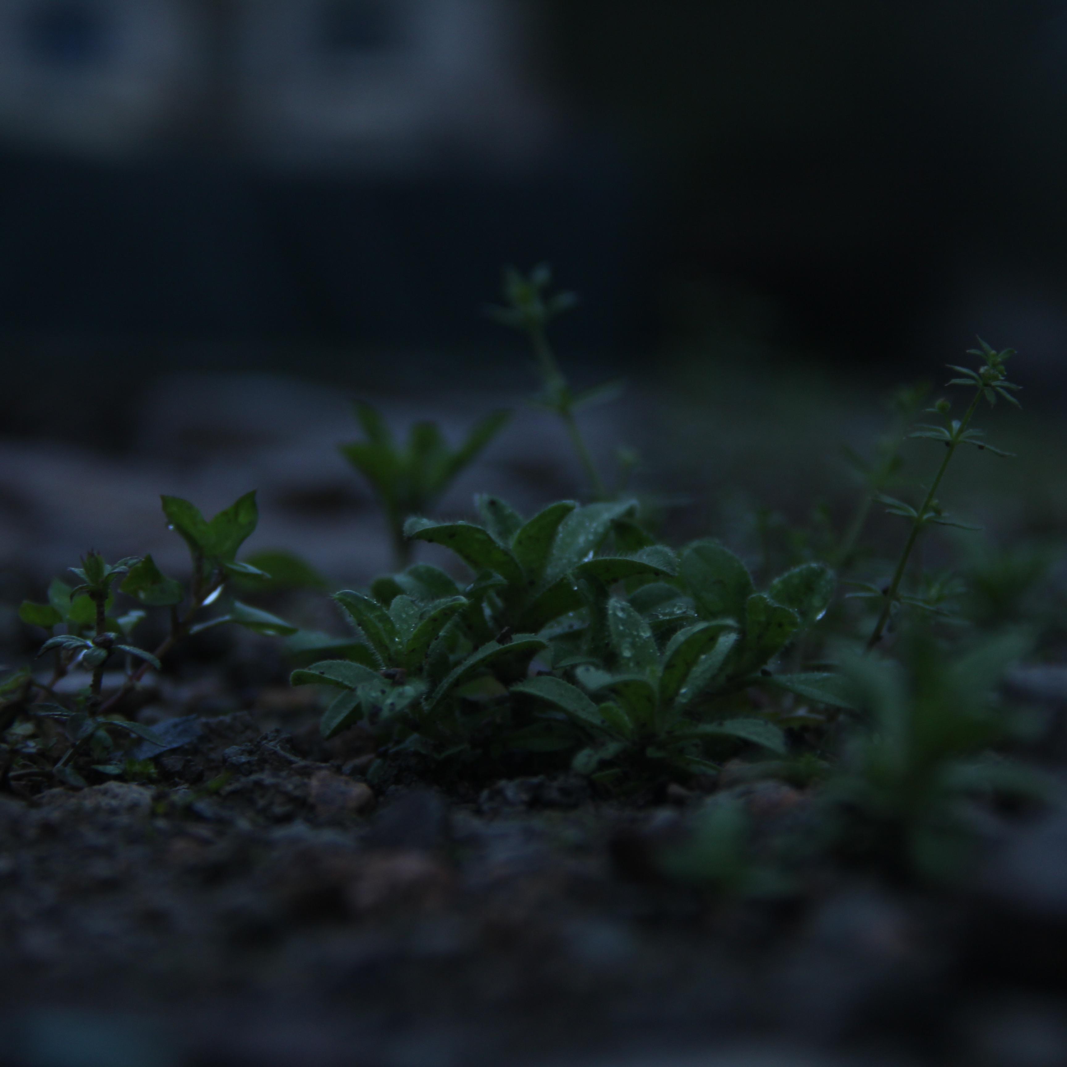 夏夜封面