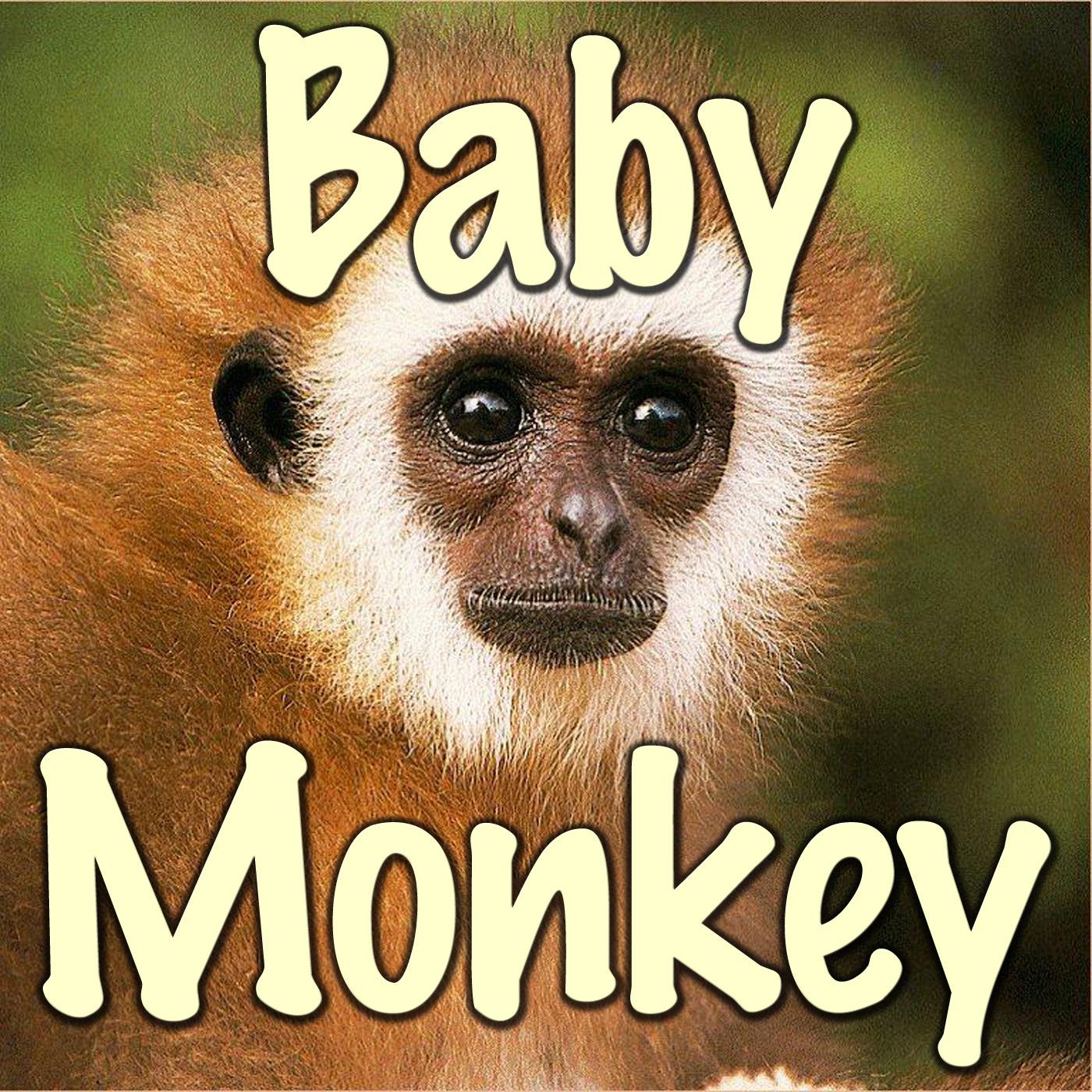  Where Can I Get a Monkey as a Pet: A Comprehensive Guide to Finding Your Ideal Primate Companion