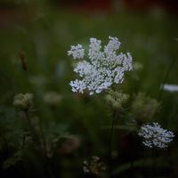 Noseeums
