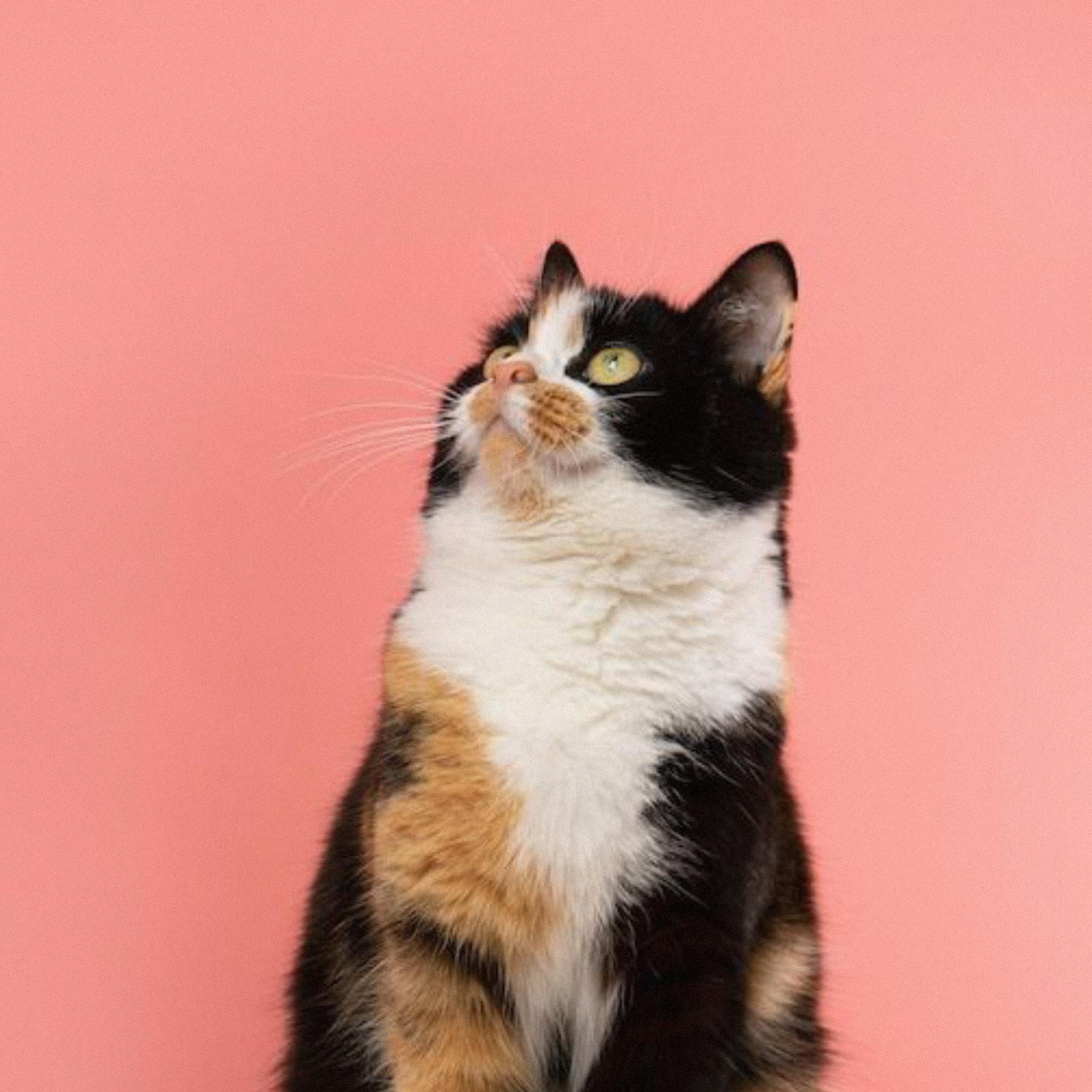 I tHiNk wE'Re gOnNa Be aLrigHt