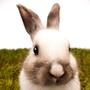 Funny Little Bunny - The Springtime Action Song