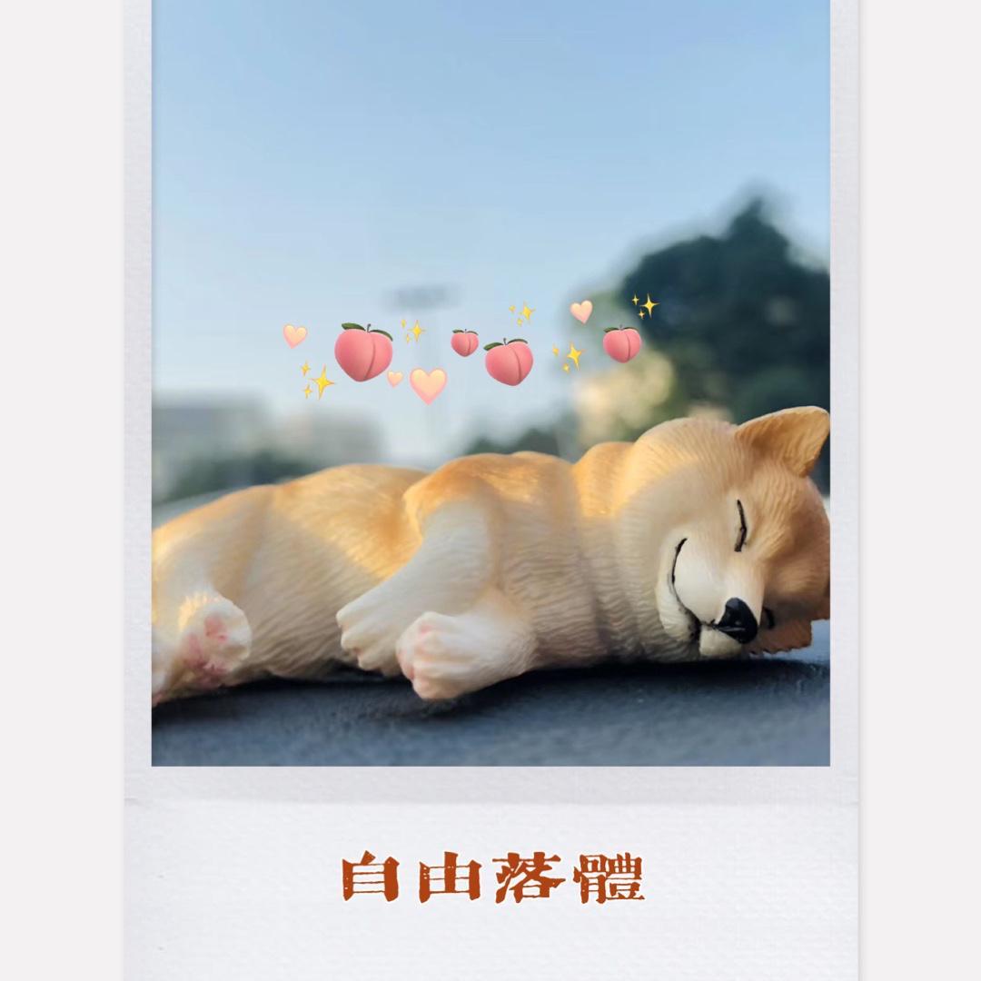 自由落体 伴奏封面