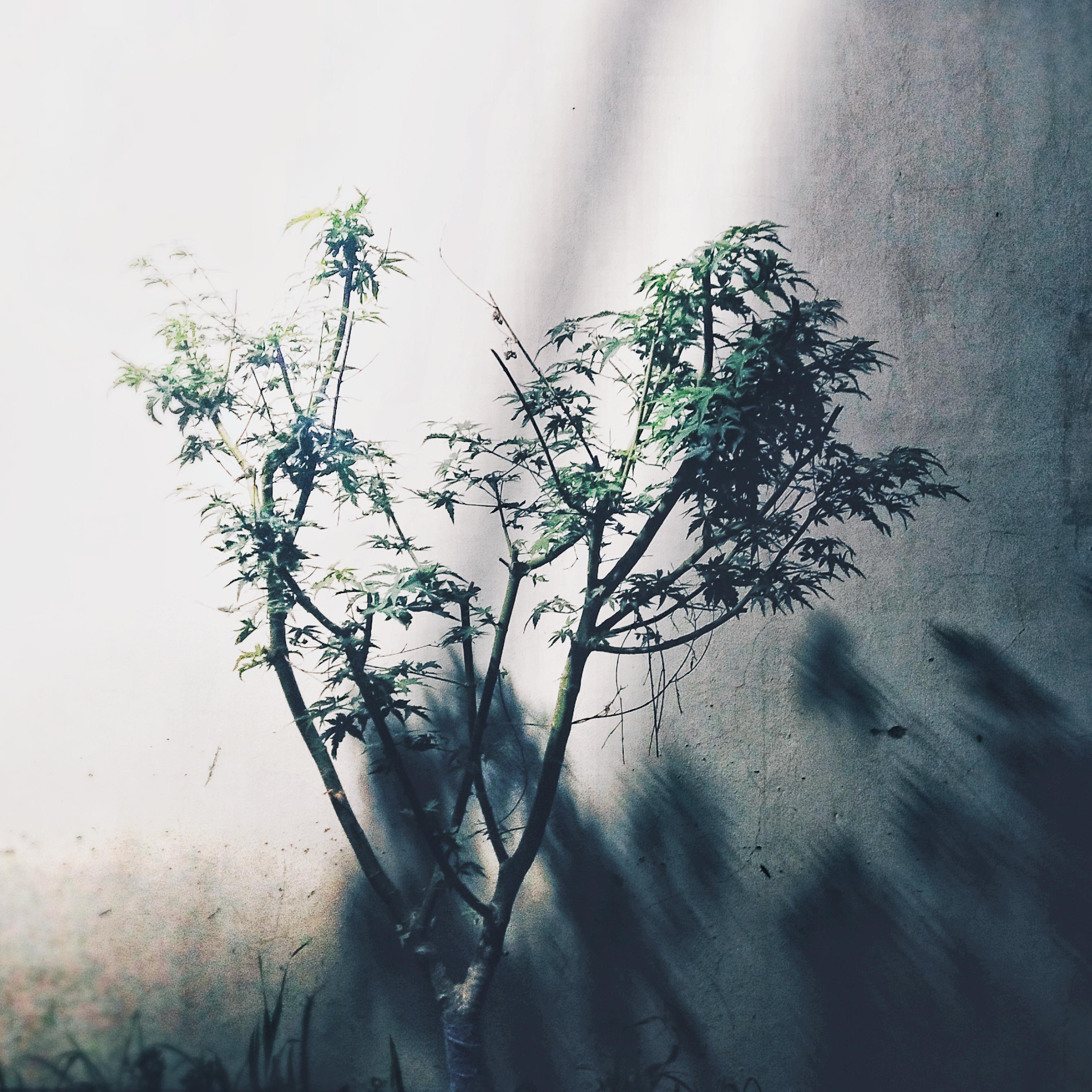 陆离光怪封面