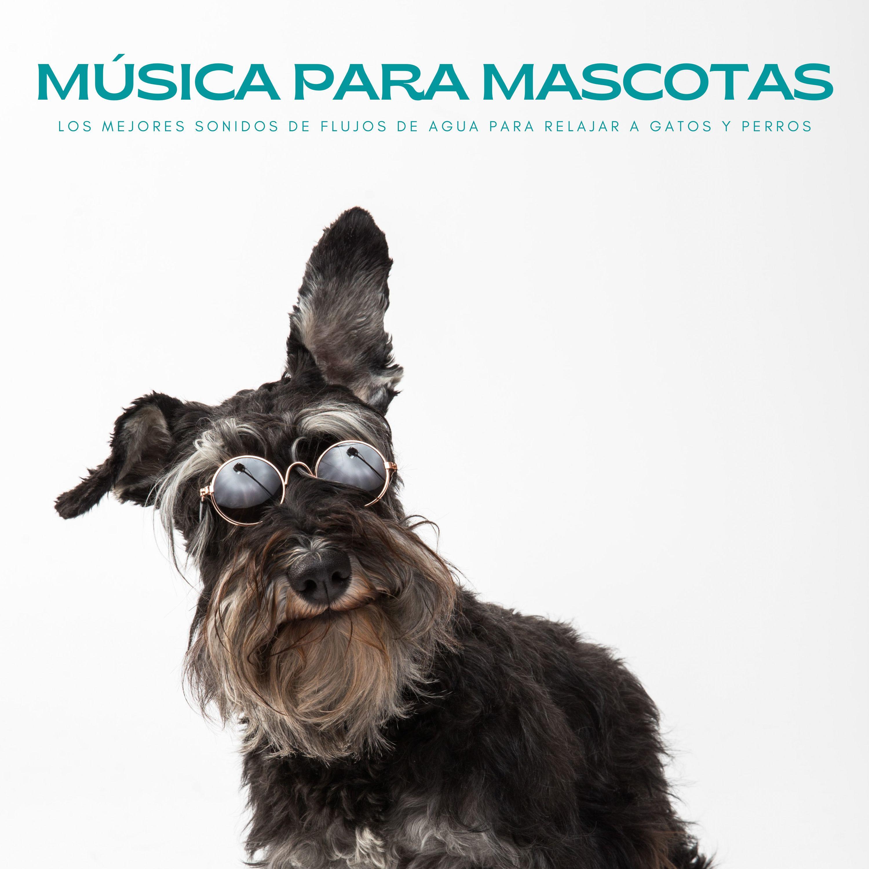 Mi Mejor Amigo_Thiago Mascotas_Música Para Mascotas: Los Mejores Sonidos De Flujos De Agua Para Relajar A Gatos Y Perros | 在线播放_Mi Mejor Amigo歌词_Mi Mejor Amigo下载 | 网易云音乐