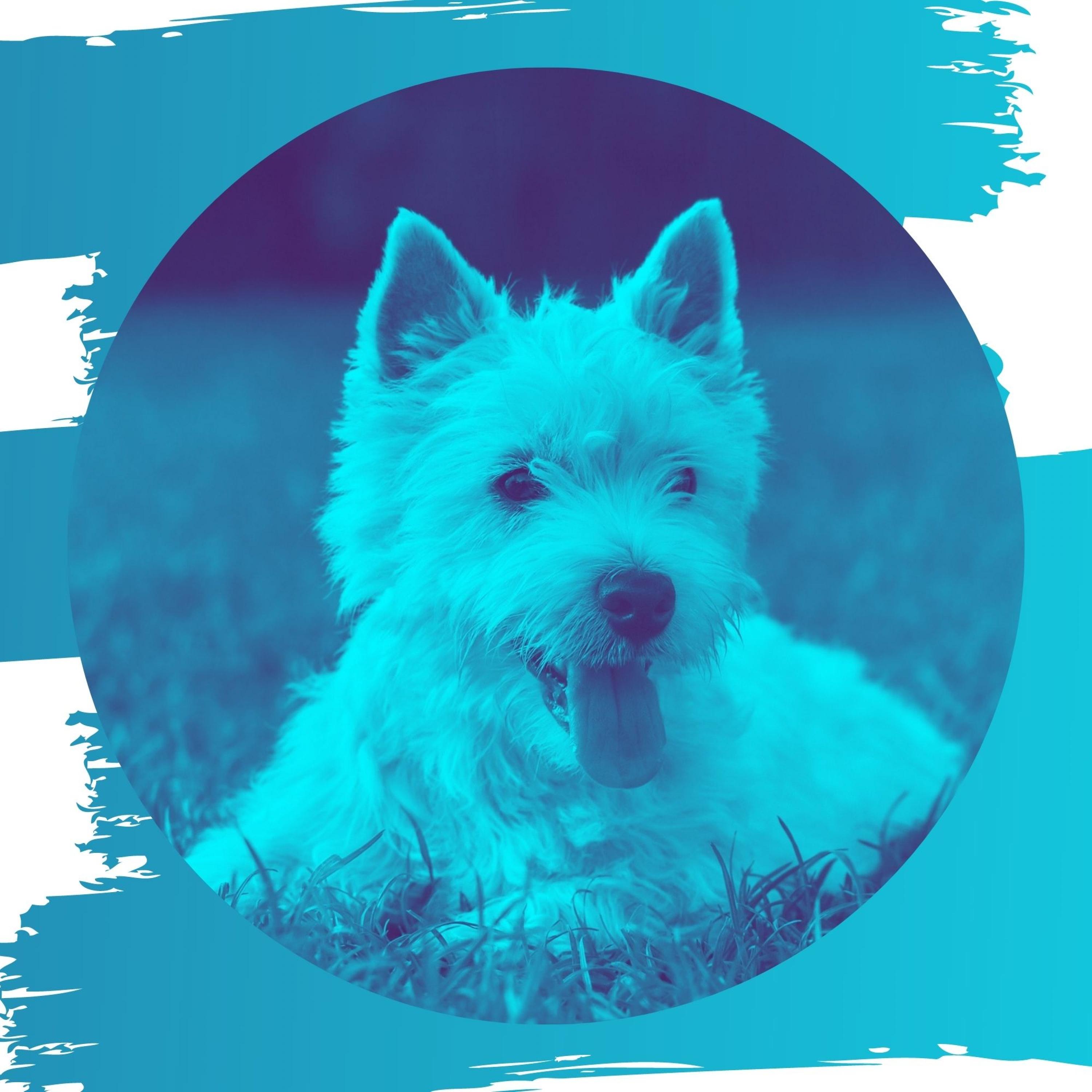 Background for Separation Anxiety