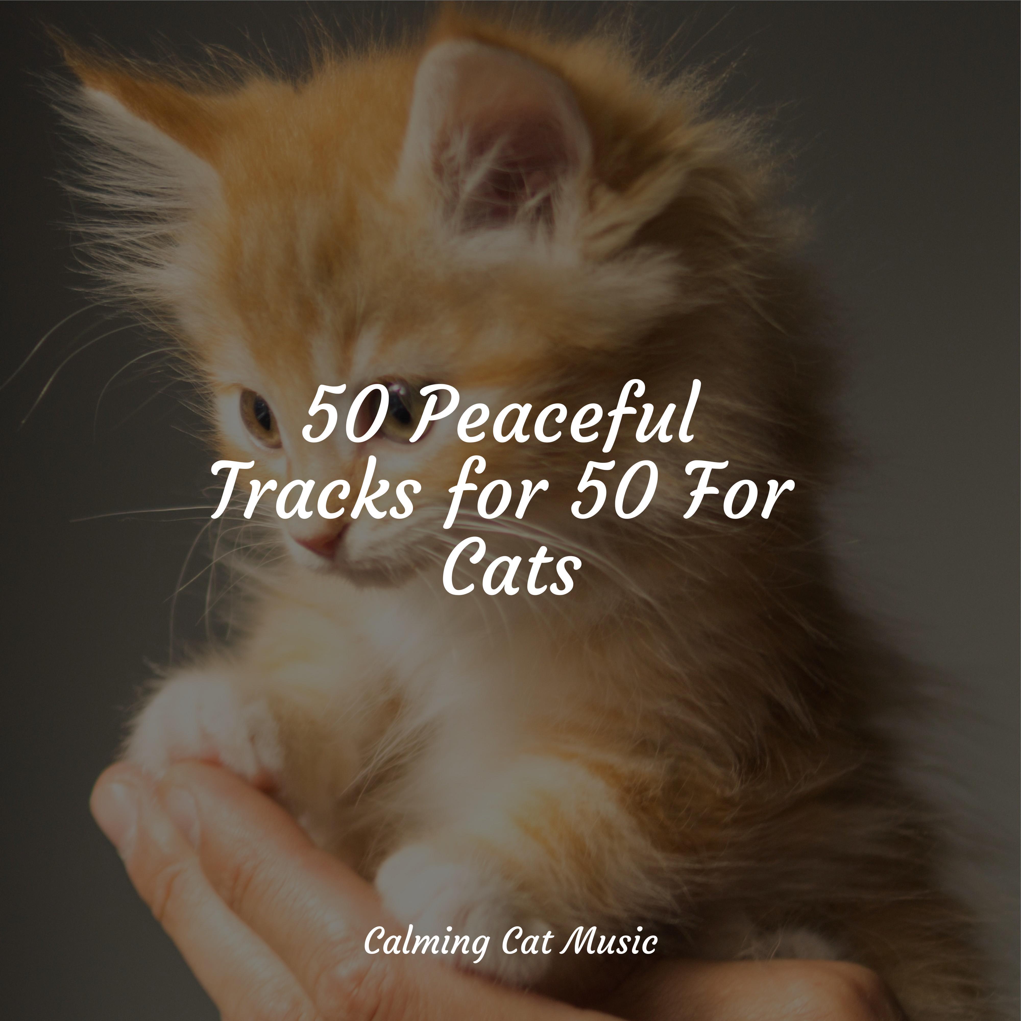 low-frequency-waves-music-for-resting-cats-music-for-relaxing-cats