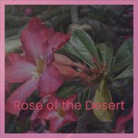 Rose of the Desert