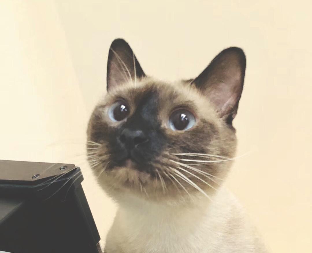 茶茶