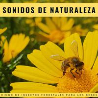 Sonidos De Naturaleza: Himno De Insectos Forestales Para Los Bebés