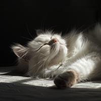 Canciones De Cuna Para Gatos Con Música Ambiental: Delicias Para Un Sueño Sereno