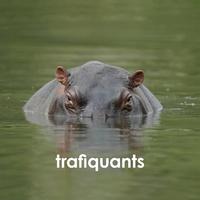 Trafiquants