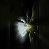 夜昙-《时之歌》系列小说