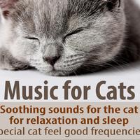 Cat Relaxing Sounds TA