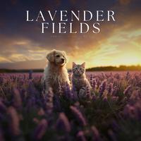 Lavender Fields