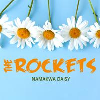 Namakwa Daisy