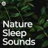 Sounds of the Forest - Majestic Nature Sleep Sounds (Loopable, No Fade)
