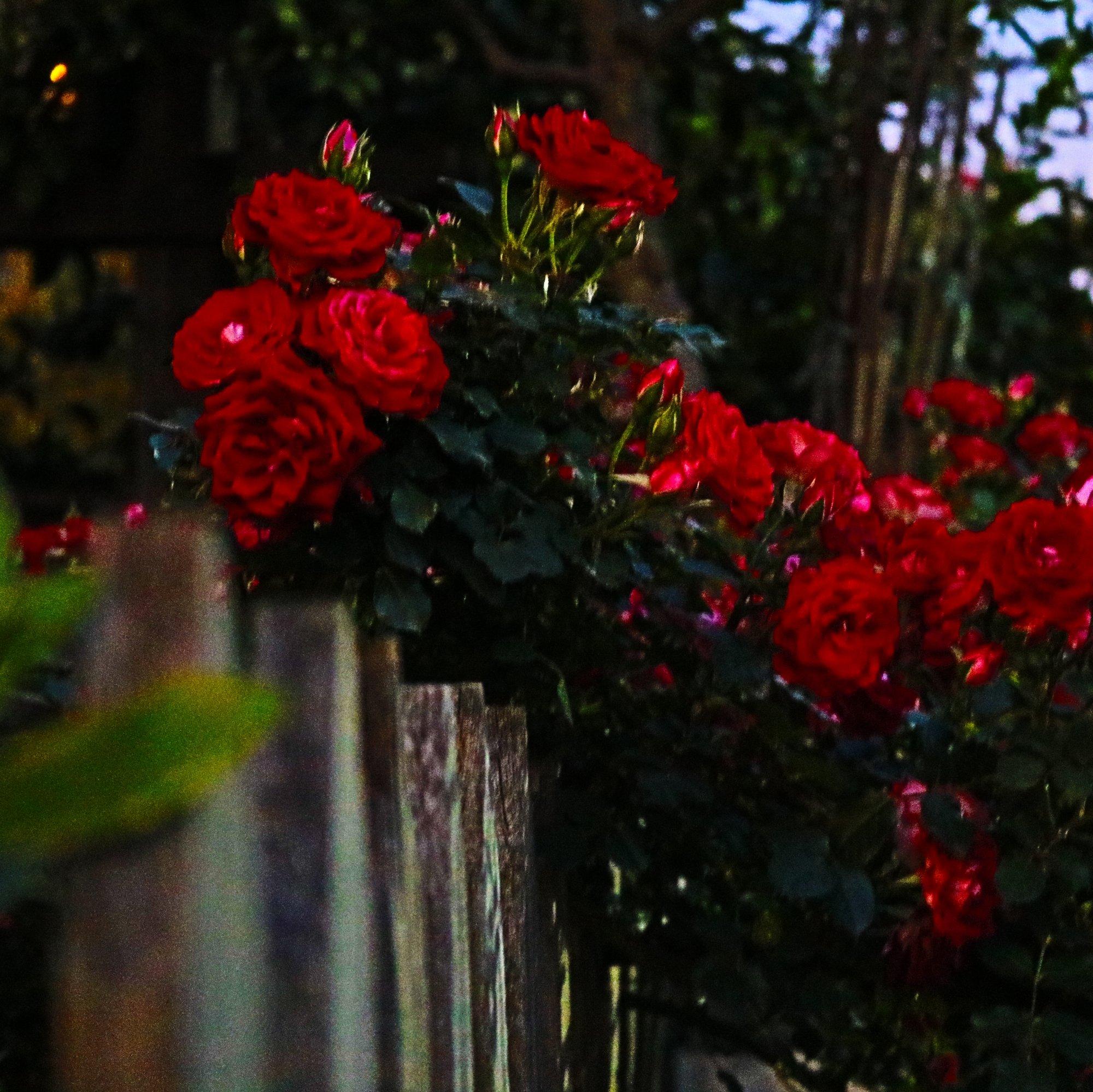 杀人狂魔鼠尾草.wav