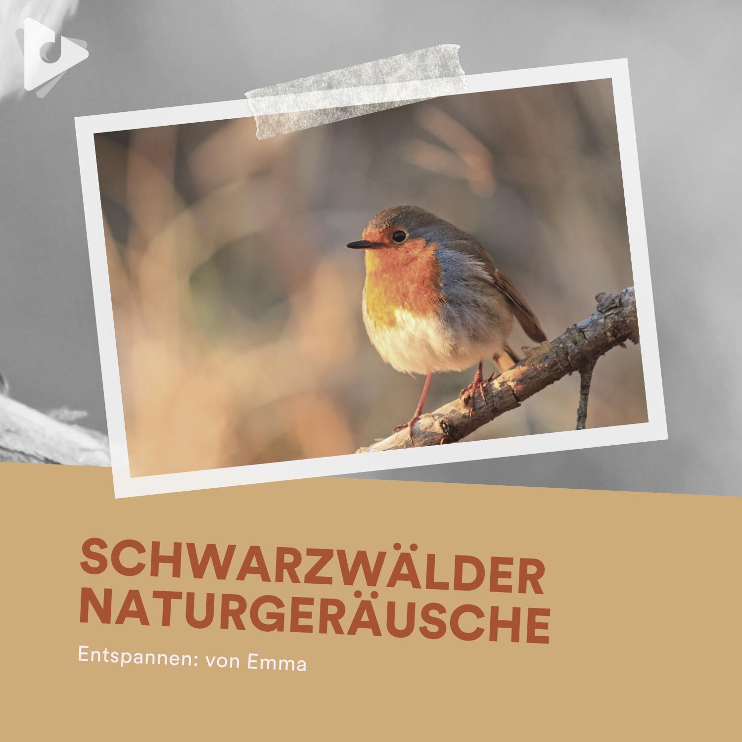 Kirschblüten & Tulpen