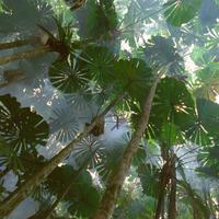 Canopy Dreams: Echoes of Nature's Harmonic Beauty