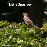 Little Sparrow