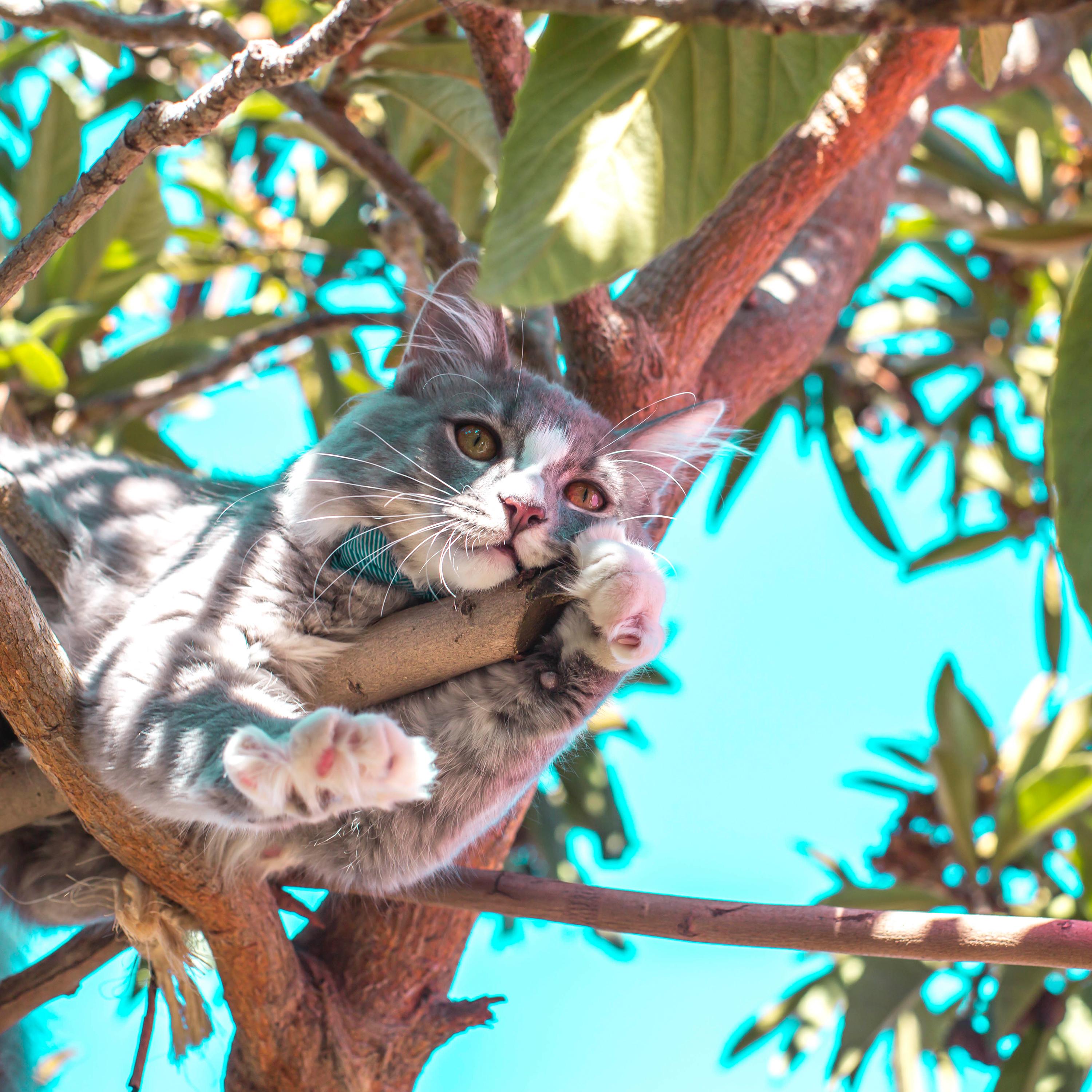 Tranquil Trickle Melody