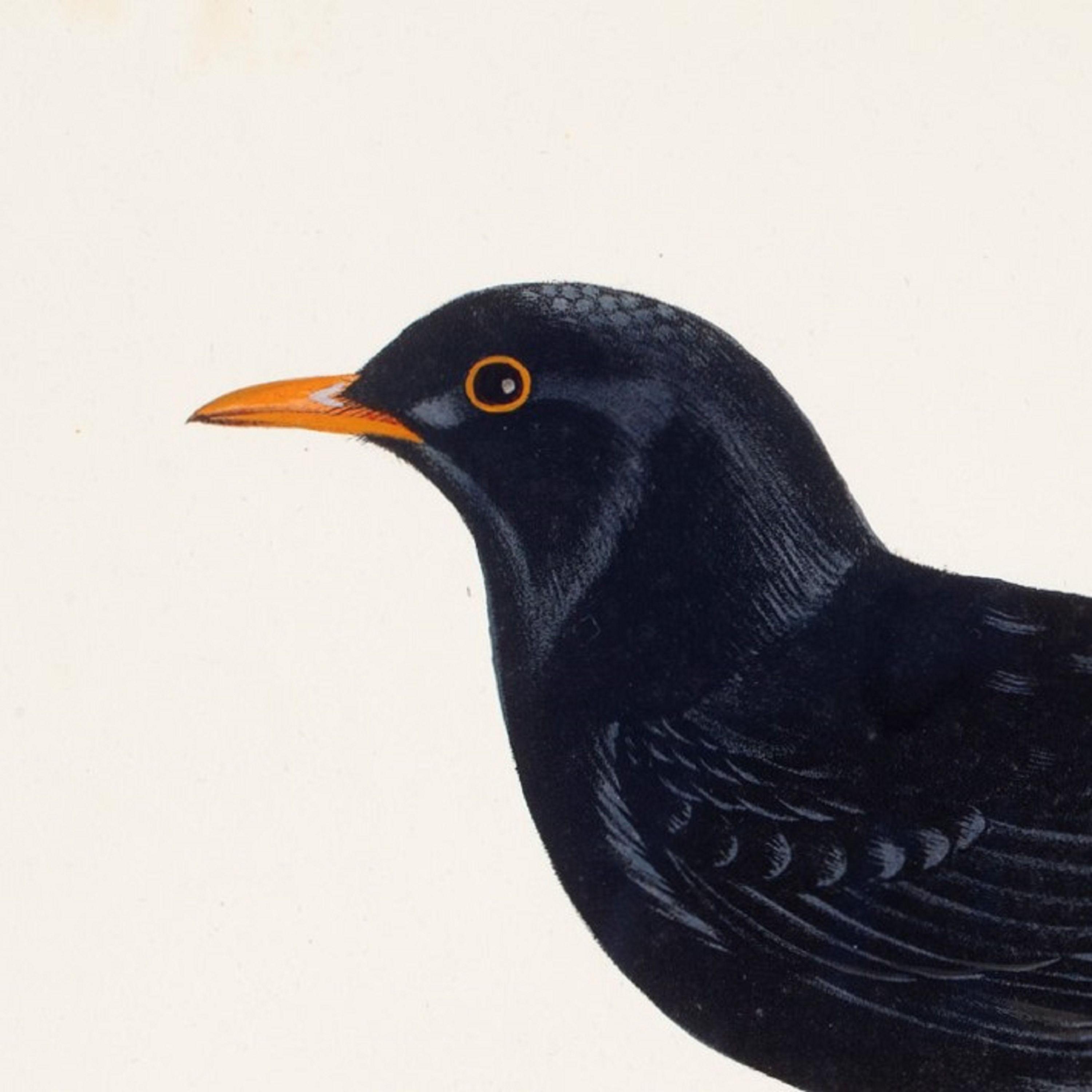 Blackbird Flying Away