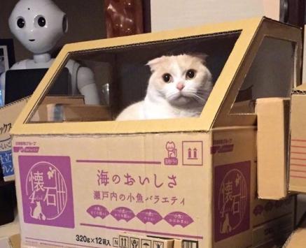 妙吾