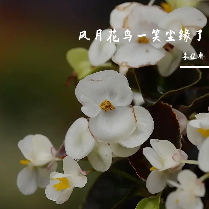 半壶纱 remix封面