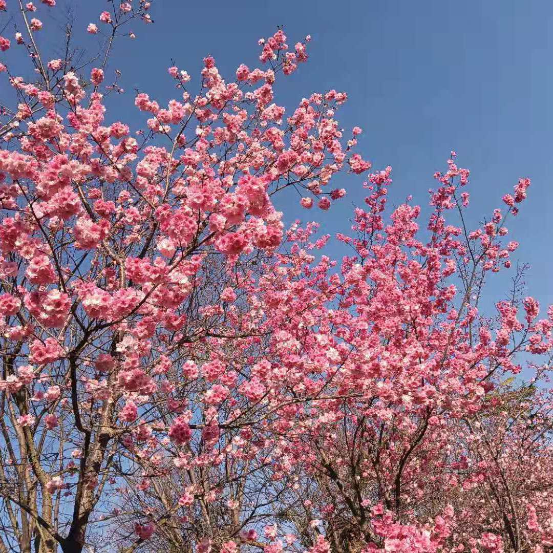 永不失联的爱(正式版)_（翻自 单依纯）封面