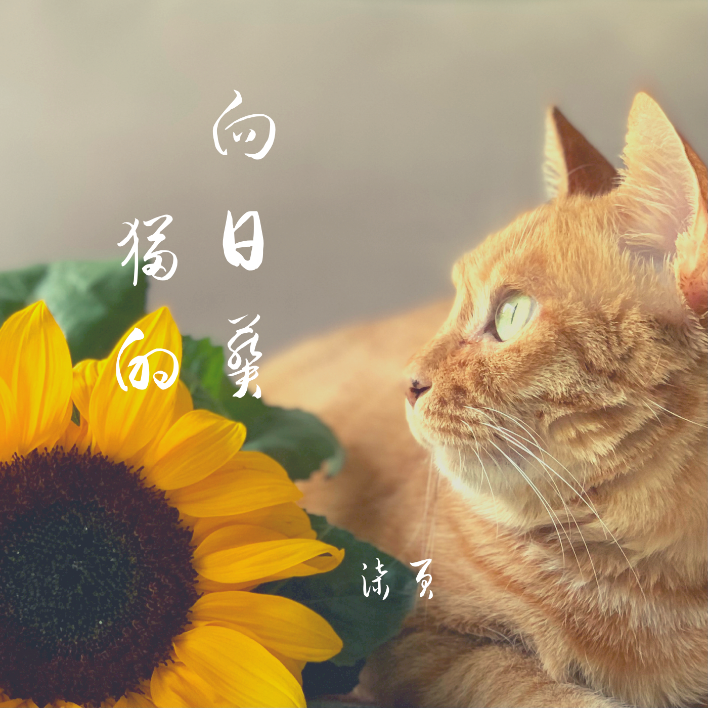 猫的向日葵_柒页_猫的向日葵 | 在线播放_猫的向日葵歌词_猫的向日葵下载 | 网易云音乐