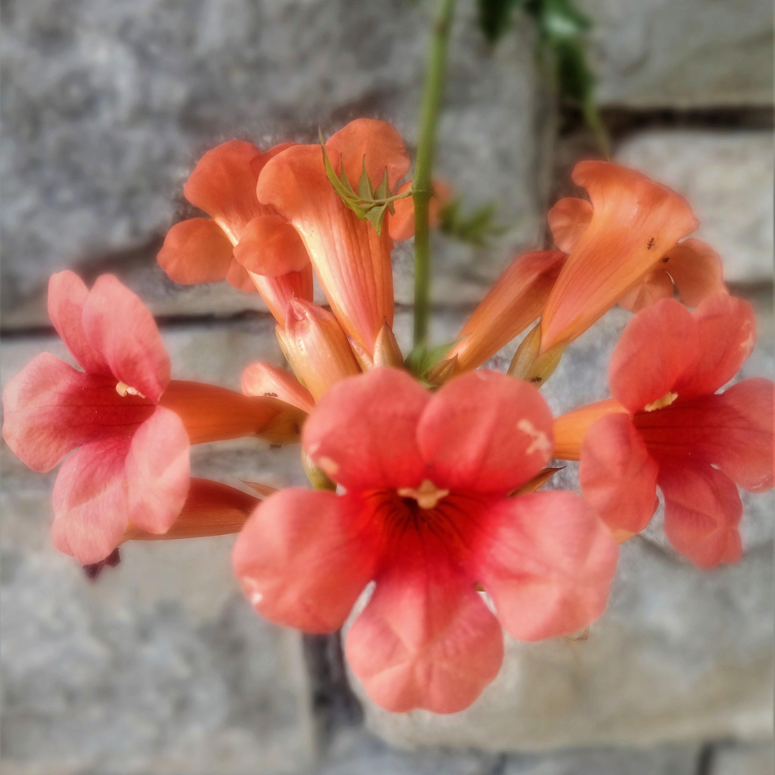 orange-good-morning-ragtime-dominapetra