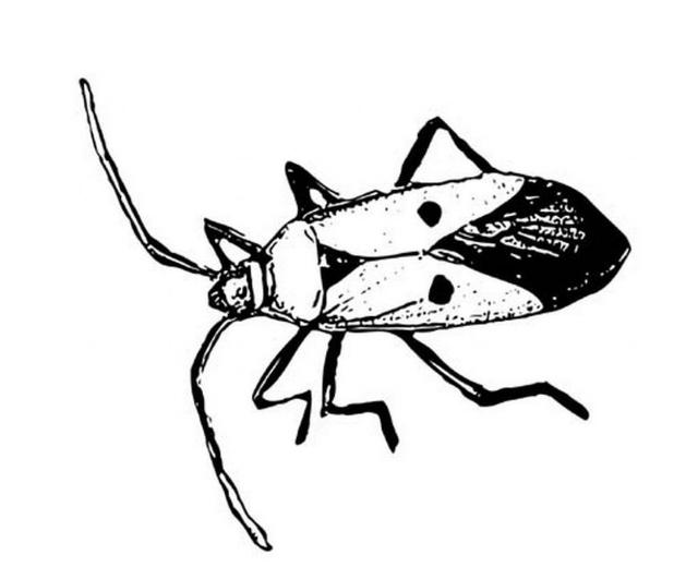 Cockroach
