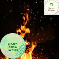 Jagged Fire in Nature