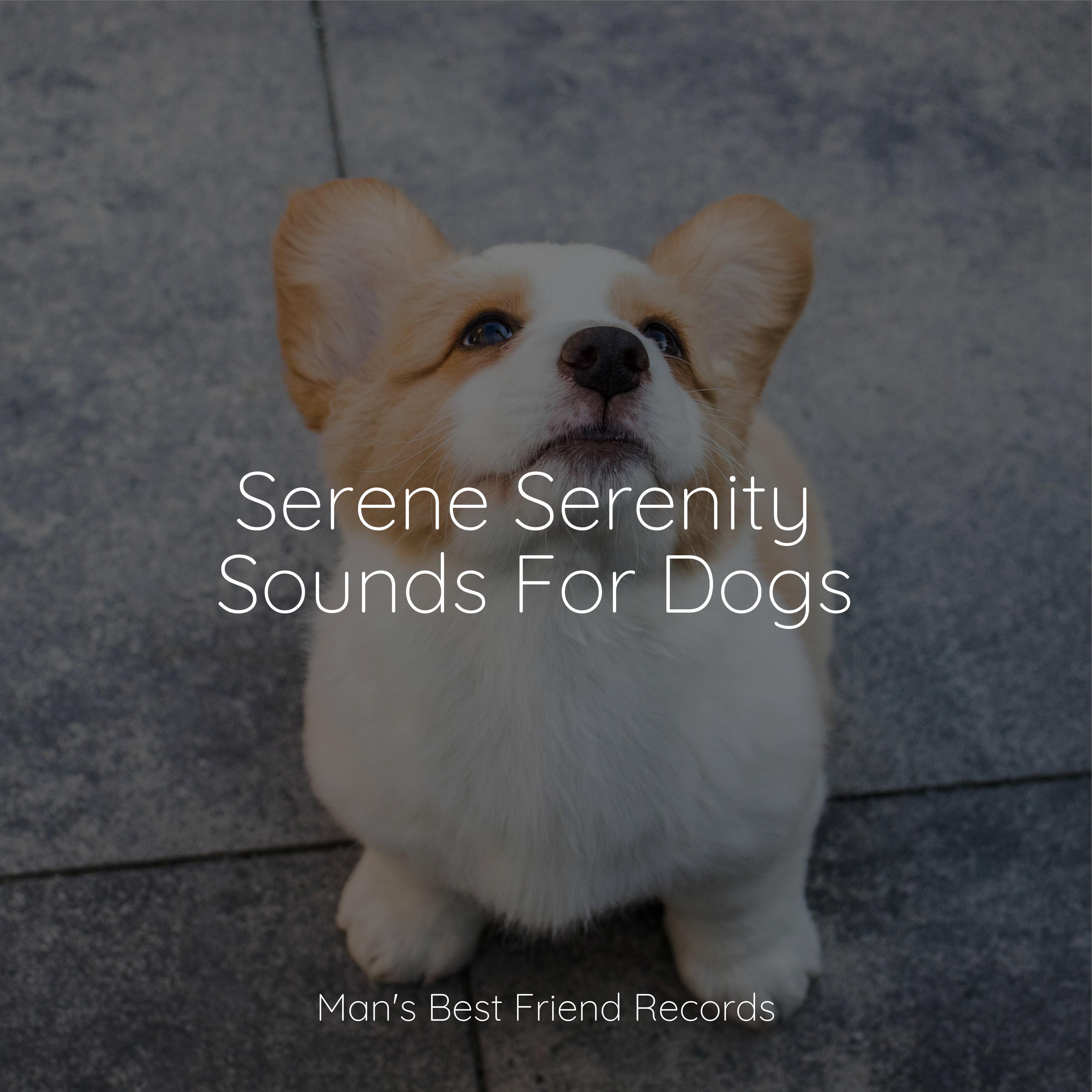 Pampered Paws Discover The Secret To A Gleaming Dog Without Leaving Home - t7vhutw