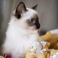 你的猫咪