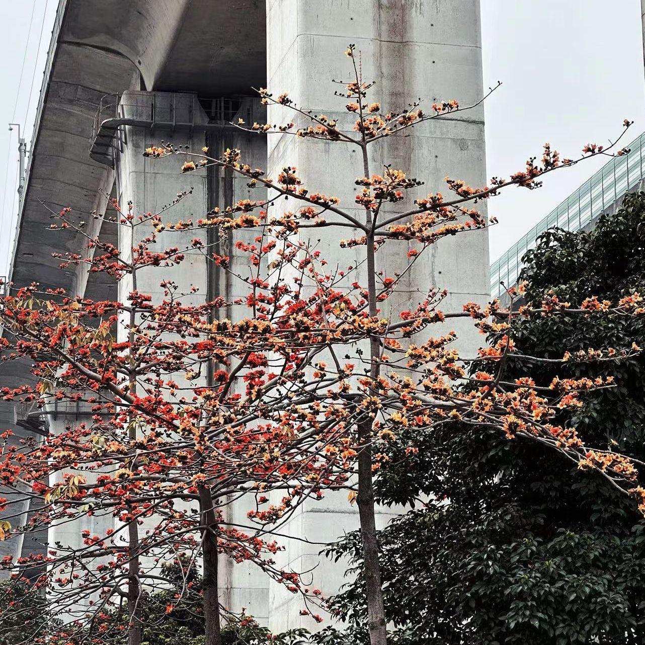 这么久没见宿命感封面