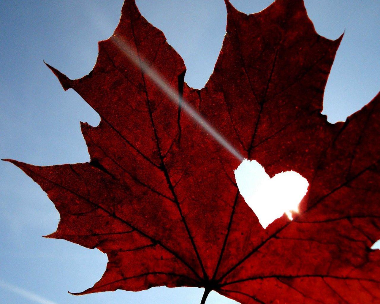 枫叶播放器汉化去广告版