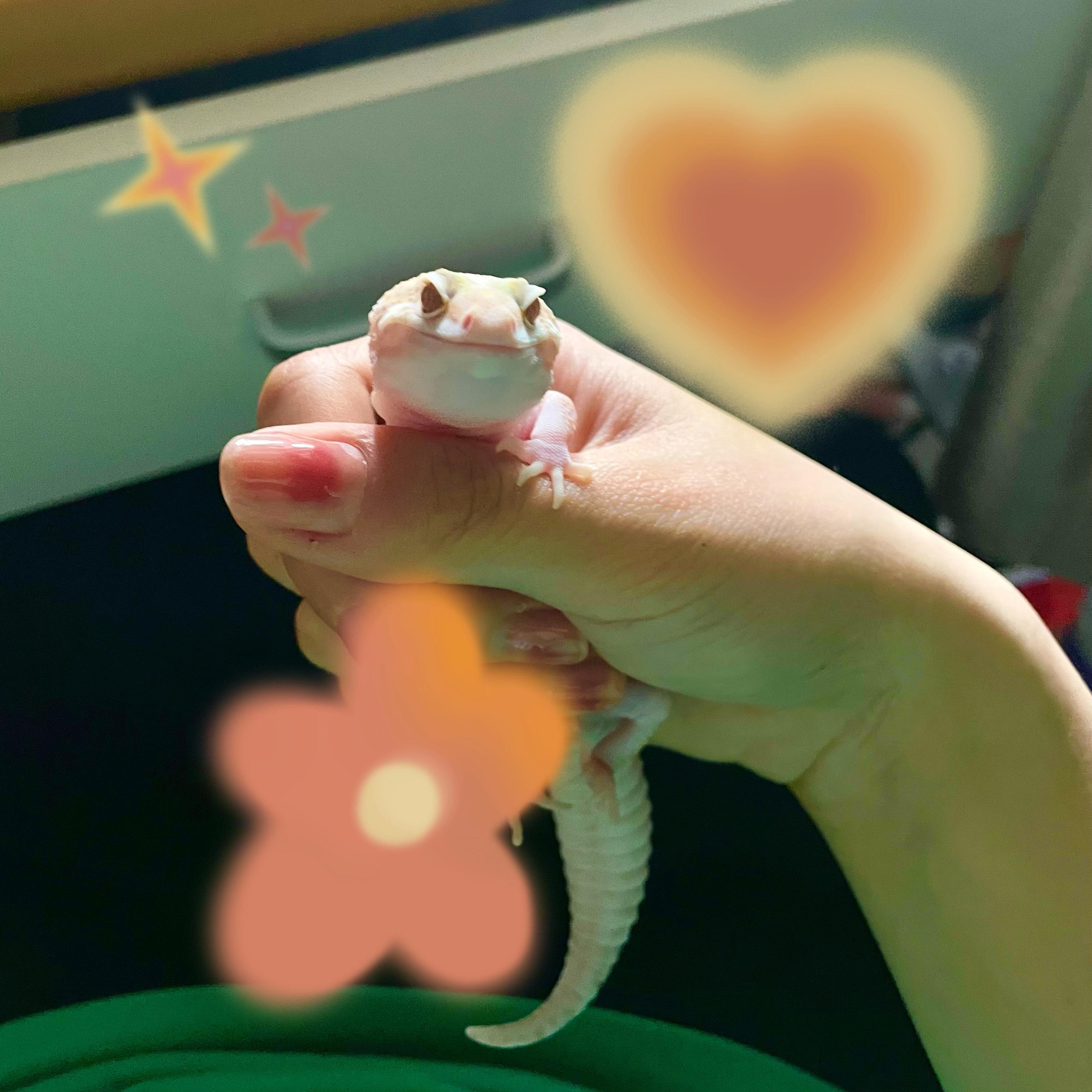 蠢货（cover：小霞 黄绮珊）