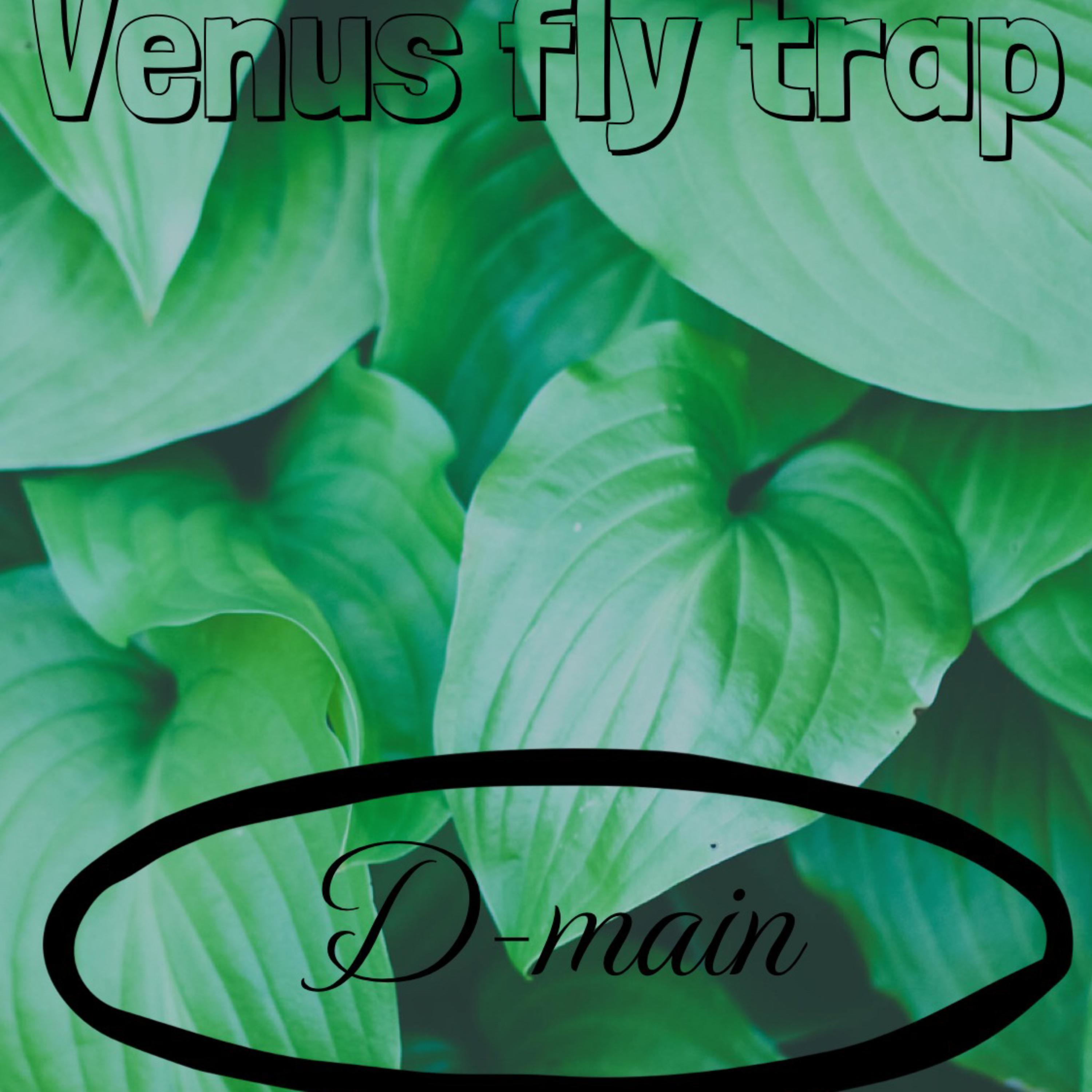 Are Flies Attracted to Venus Fly Traps?