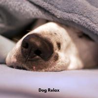 Dog Relax