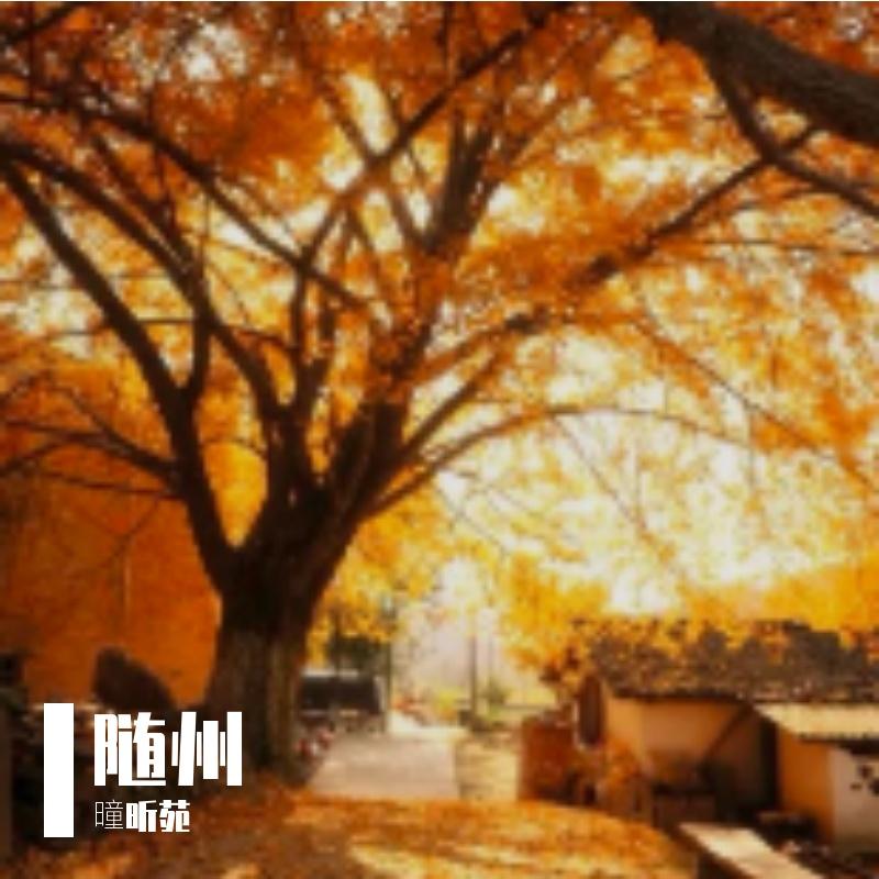 真心在乎爱封面