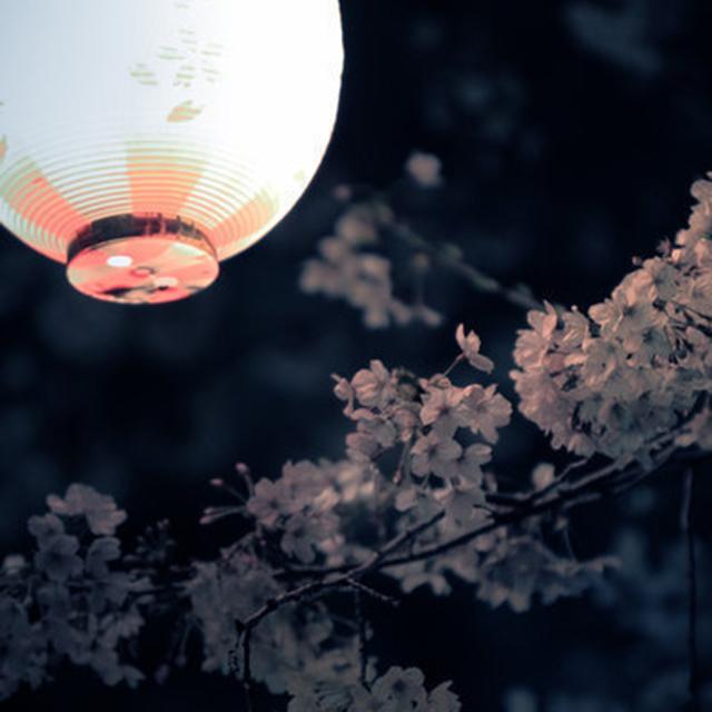 【杨花雪】二胡版封面