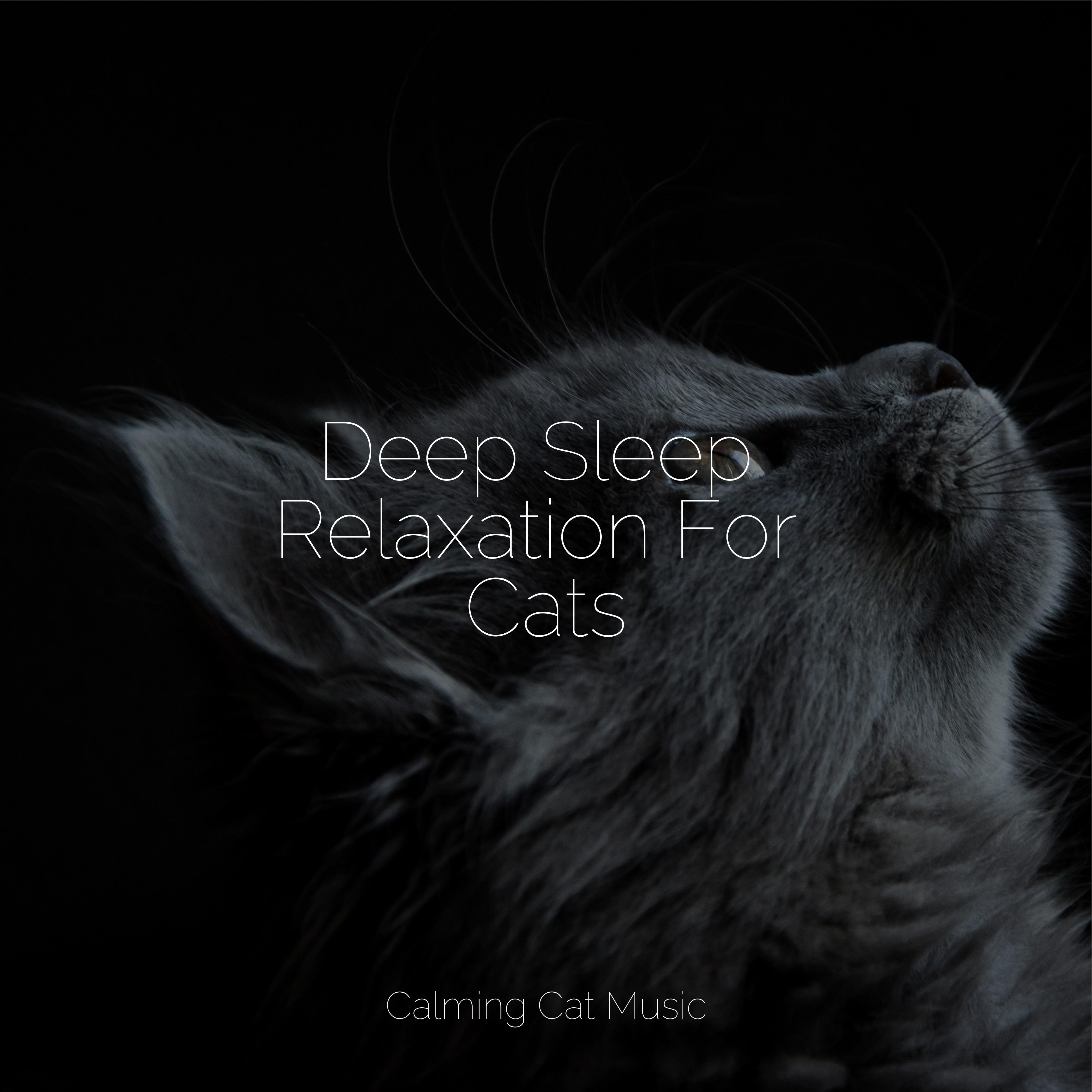 Ambient Music for Stress Relief Music For Cats/Cat Music Experience