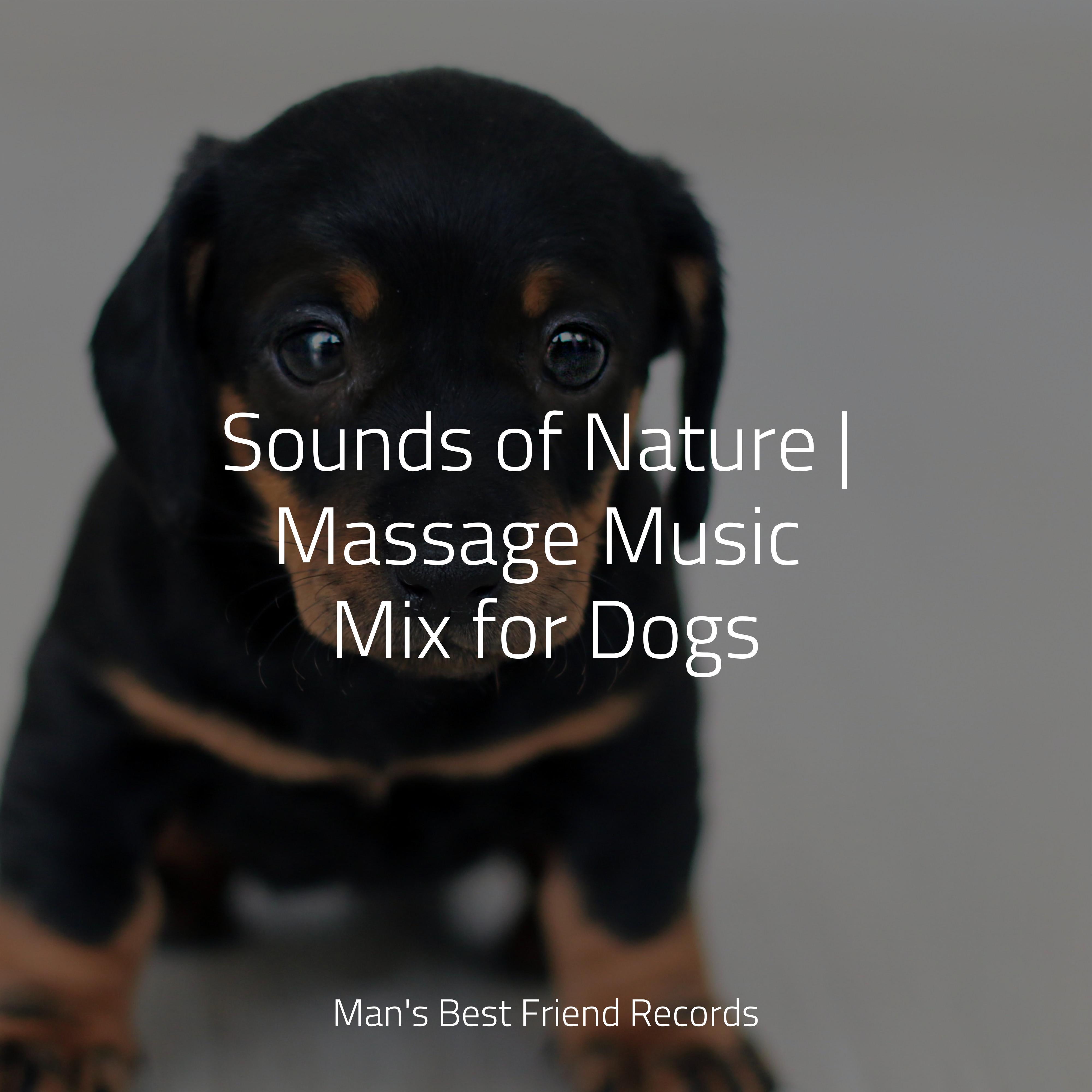 Soothing Winds Calm Doggy/Pet Care Club/Music for Dog's Ear 单曲 网易云音乐