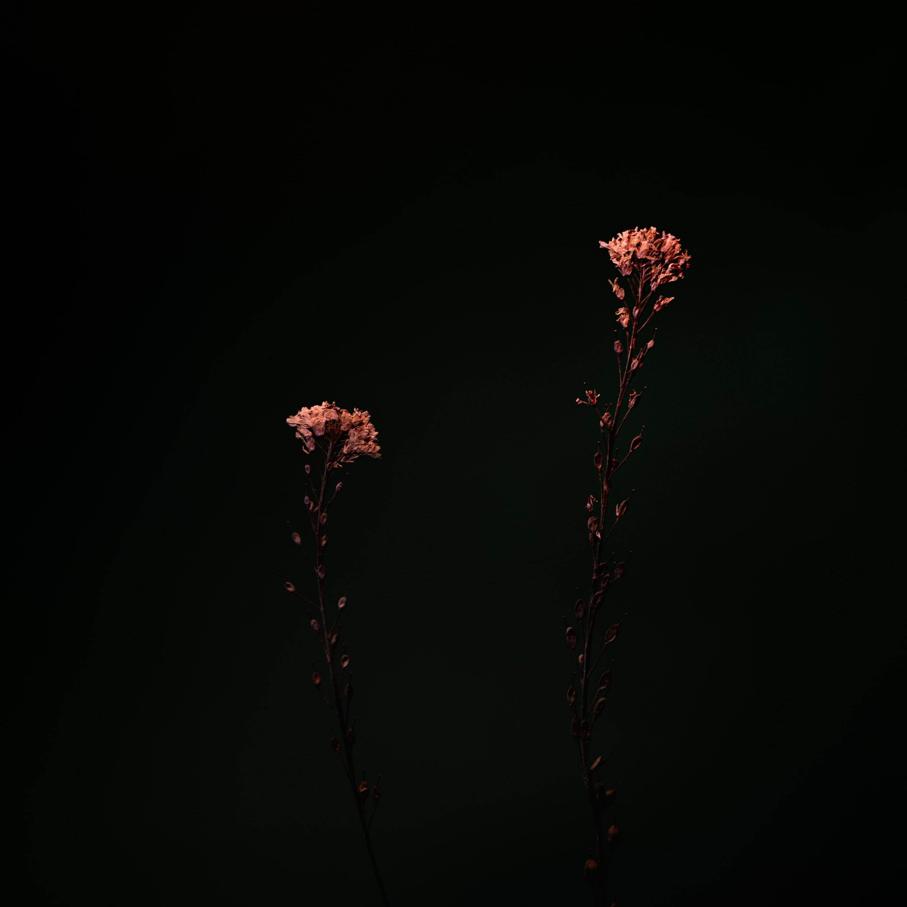 Dark Bloom