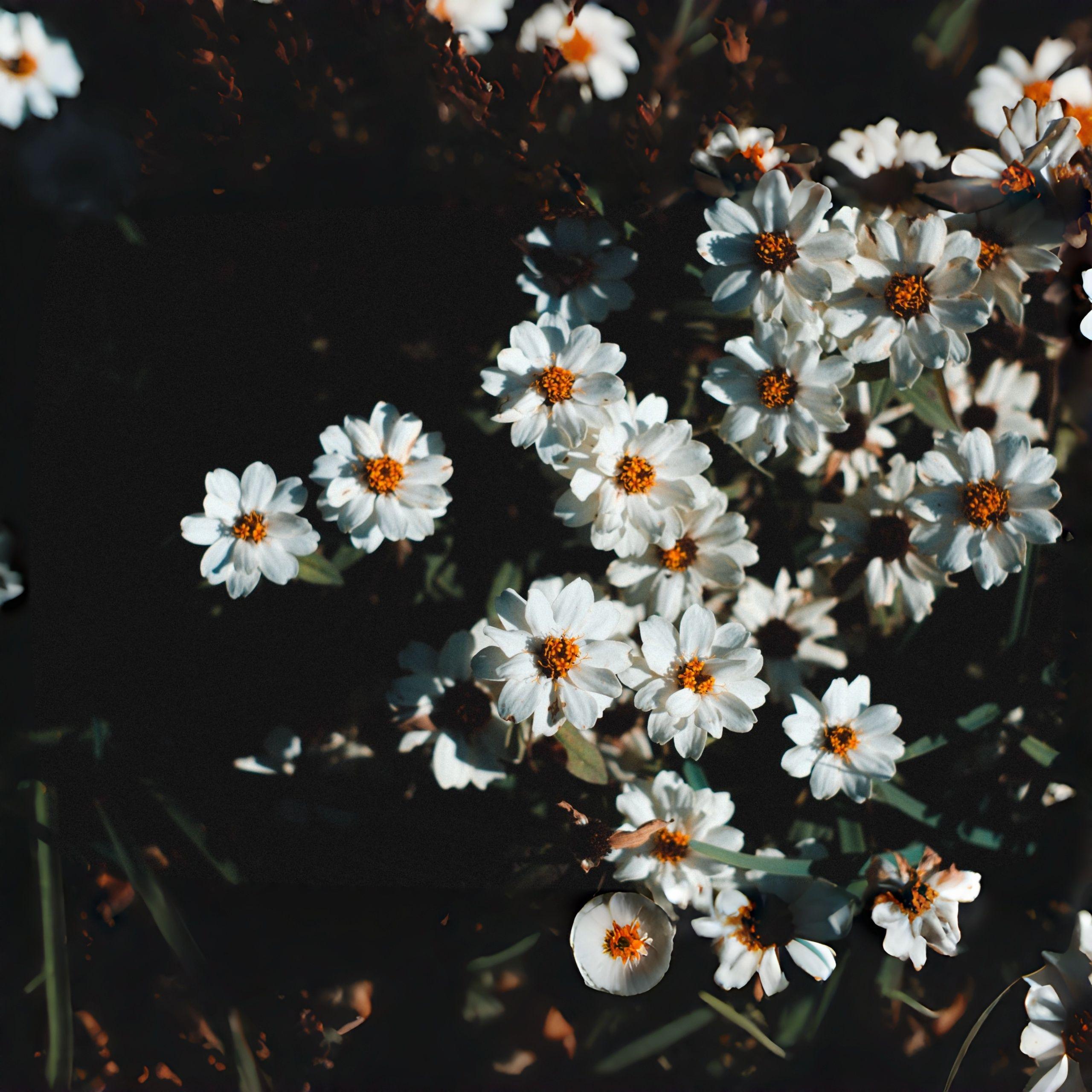 未尽花言 ～  Fading Words – Inst.