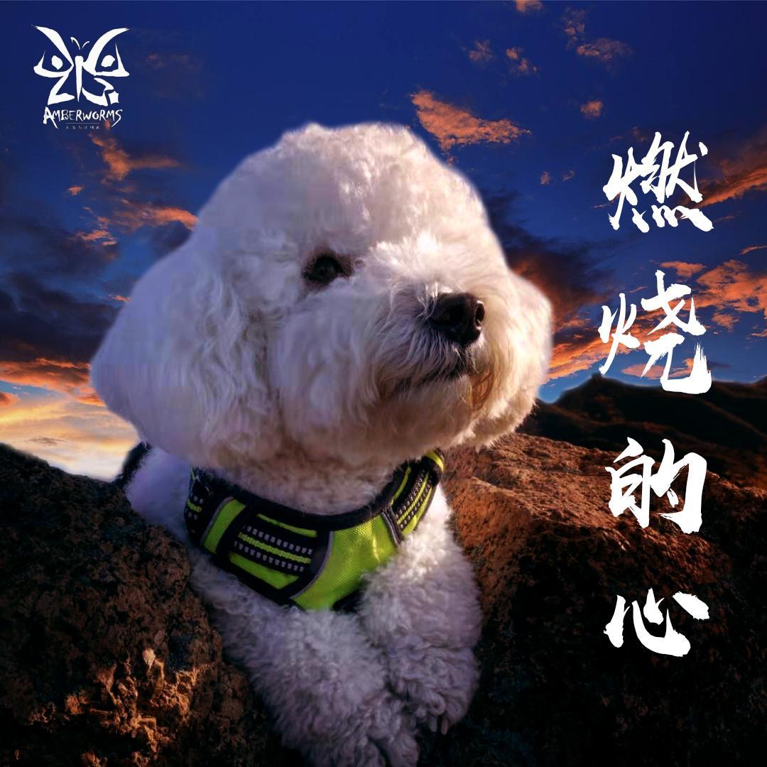 燃烧的心封面