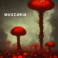 Muscaria