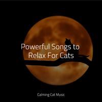 Powerful Songs to Relax For Cats