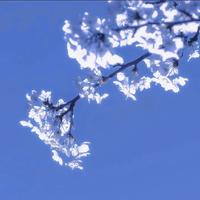 栖雪簪梨工作室资料,栖雪簪梨工作室最新歌曲,栖雪簪梨工作室MV视频,栖雪簪梨工作室音乐专辑,栖雪簪梨工作室好听的歌